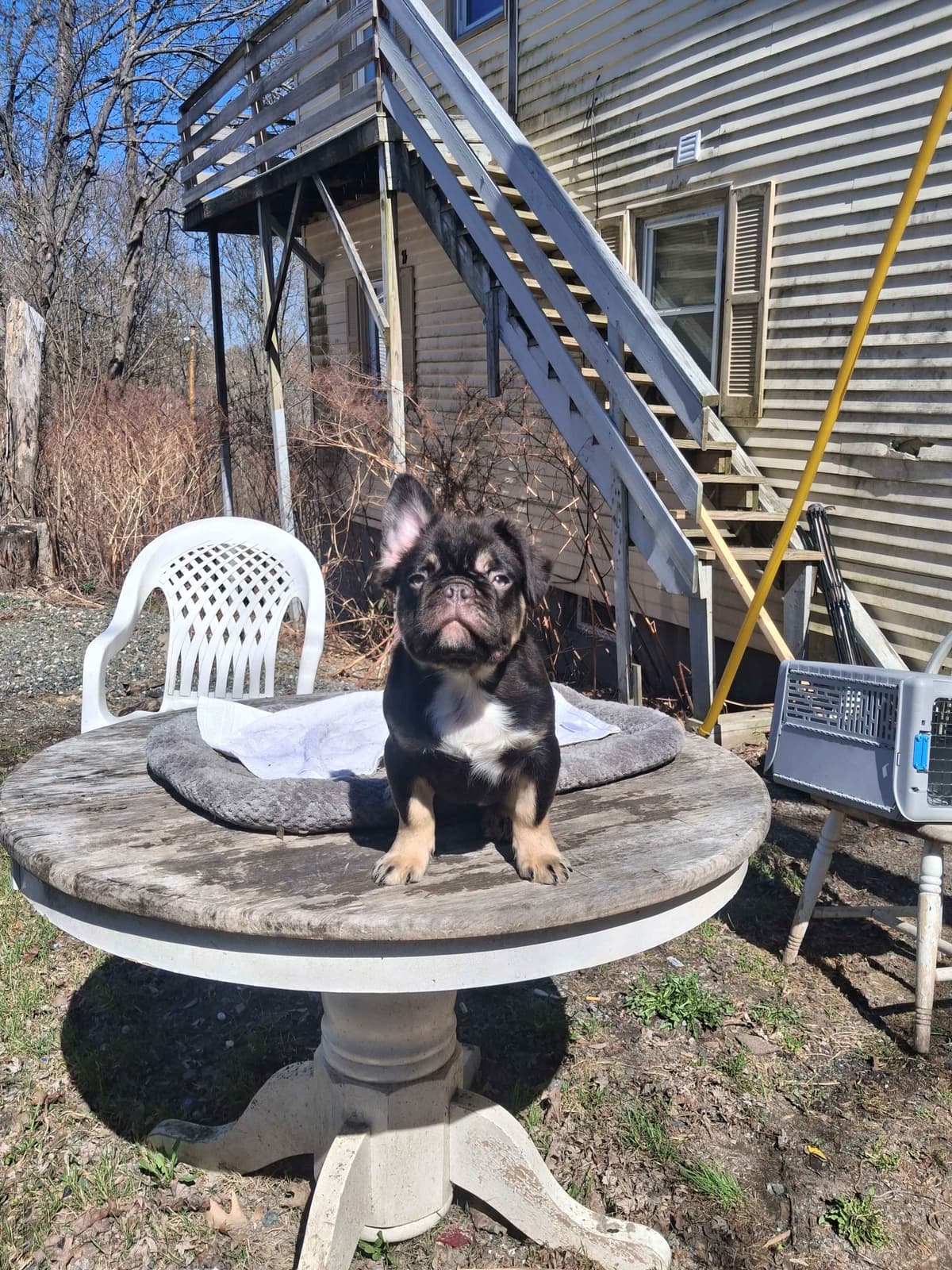 Current location: Detroit. Fluffy & New Shade Isabella Producers breeder image 16