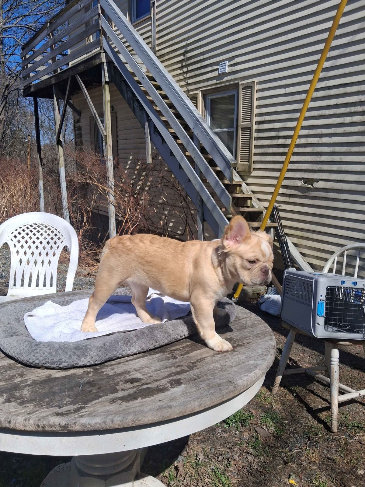 Current location: Detroit. Fluffy & New Shade Isabella Producers breeder image 18