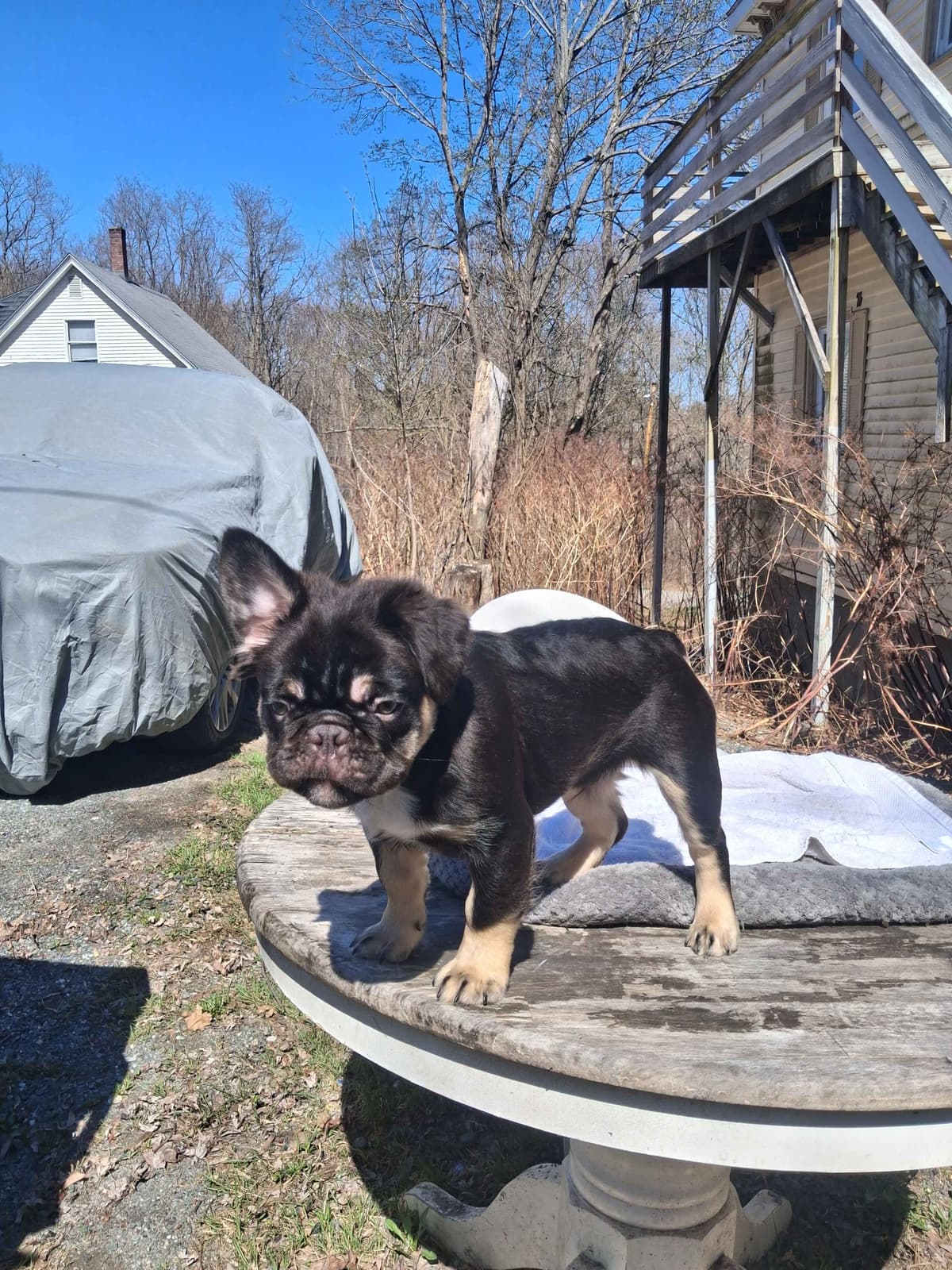 Current location: Detroit. Fluffy & New Shade Isabella Producers breeder image 19