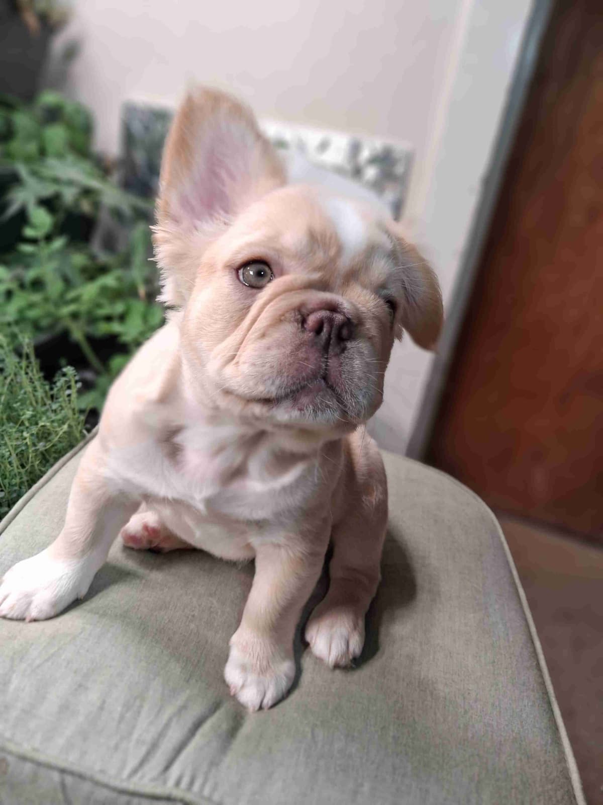 Current location: Detroit. Fluffy & New Shade Isabella Producers breeder image 23