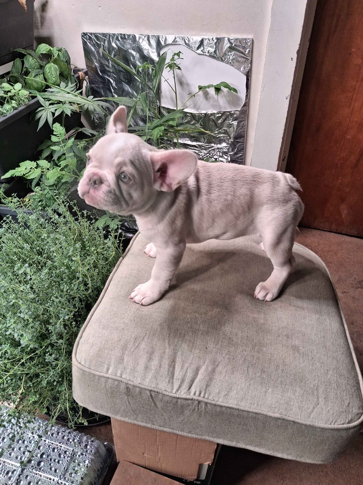 Current location: Detroit. Fluffy & New Shade Isabella Producers breeder image 25