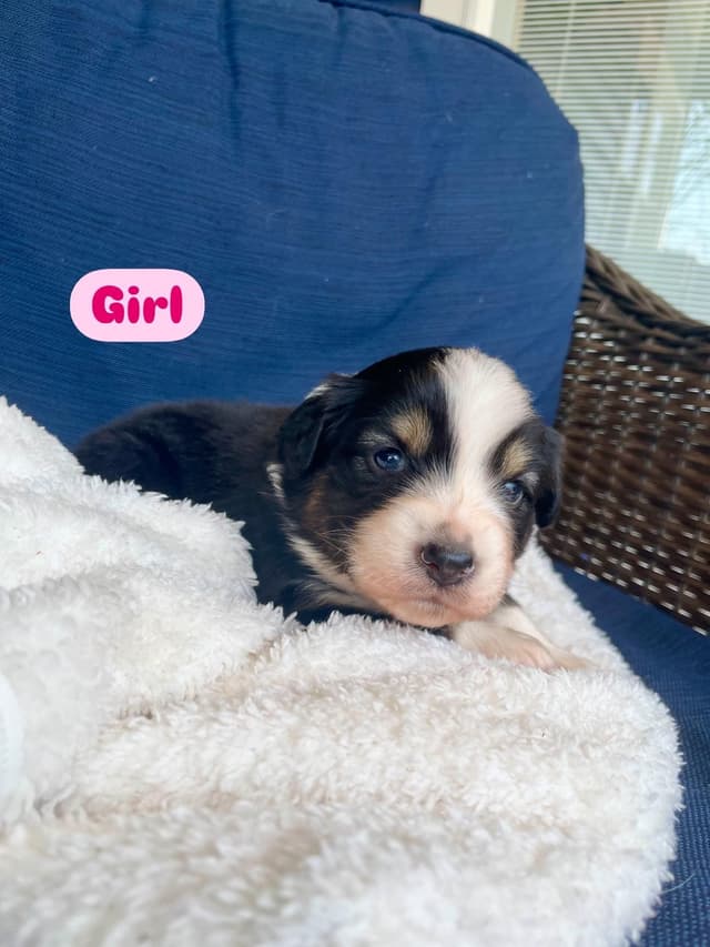 Australian Shepherd Puppies media 2