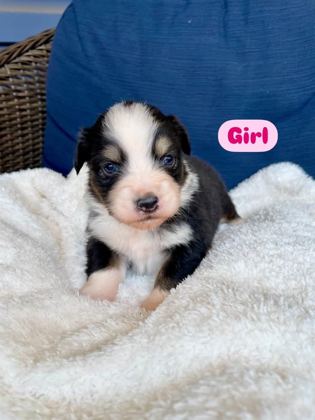 Australian Shepherd Puppies media 3