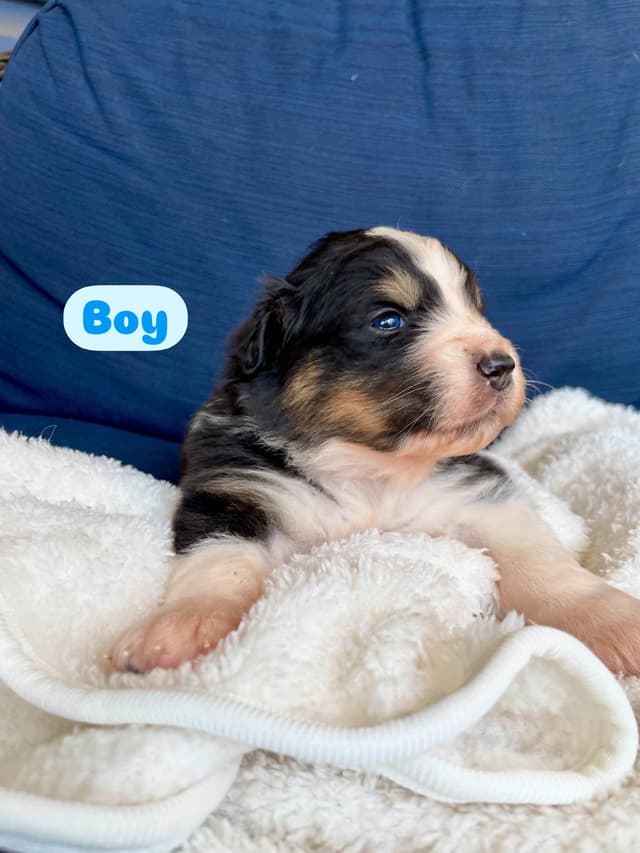 Australian Shepherd Puppies media 5