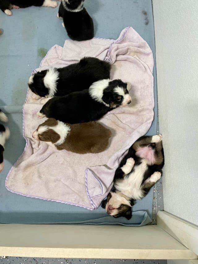 Australian Shepherd Puppies media 7
