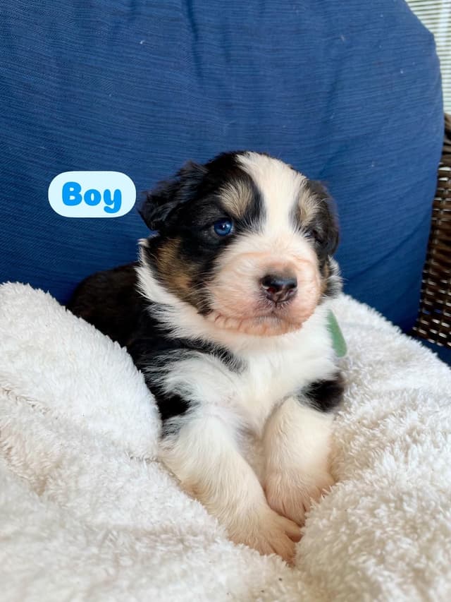 Australian Shepherd Puppies media 8