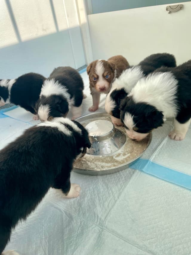 Australian Shepherd Puppies media 9
