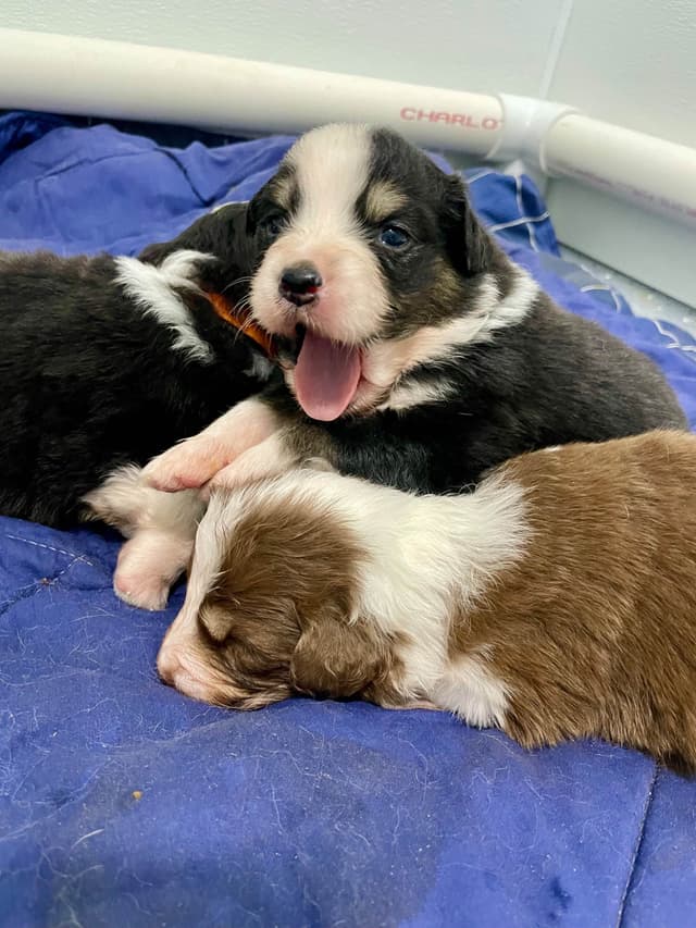 Australian Shepherd Puppies media 10