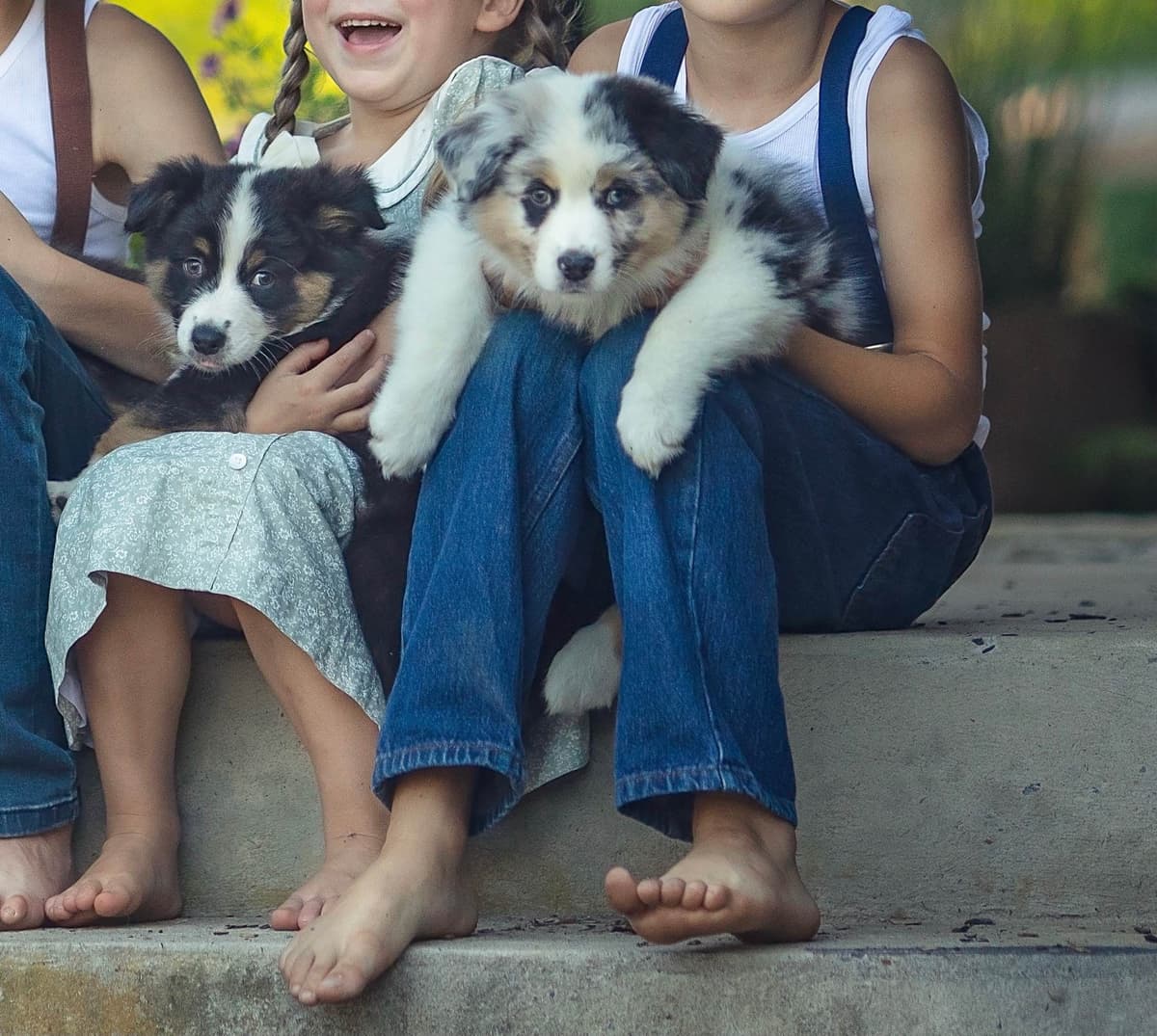 Australian Shepherd Puppies breeder image 5