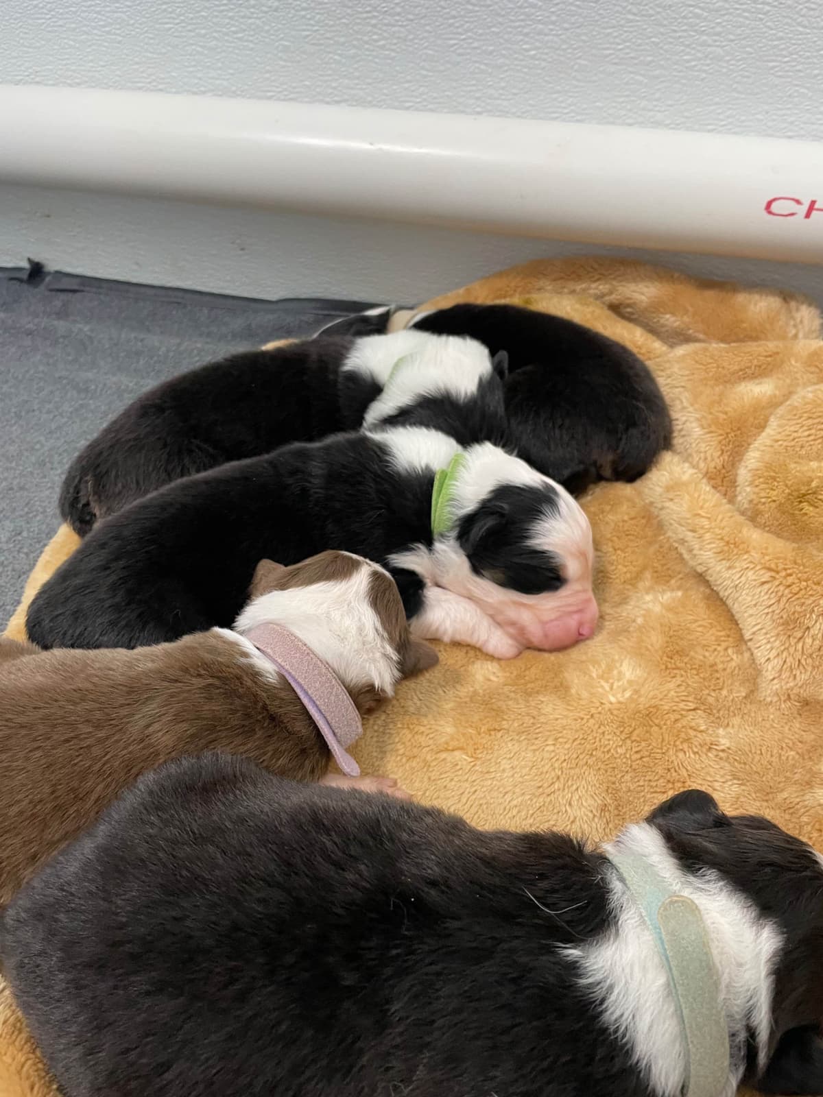 Australian Shepherd Puppies breeder image 9