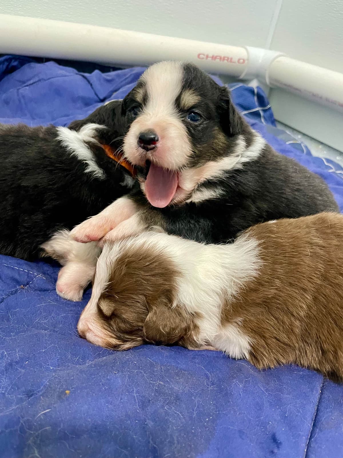 Australian Shepherd Puppies breeder image 10
