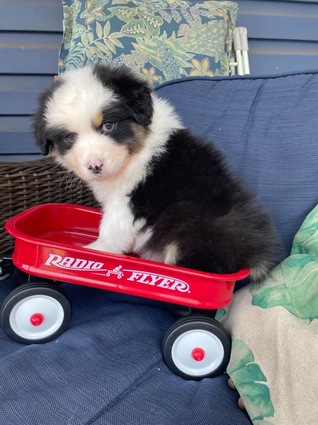 Australian Shepherd Puppies media 11