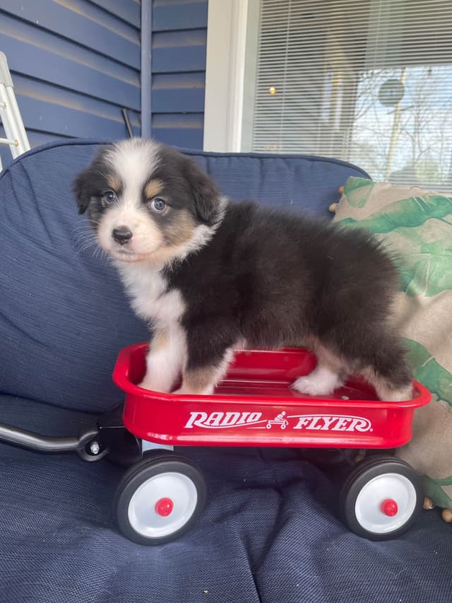 Australian Shepherd Puppies media 13