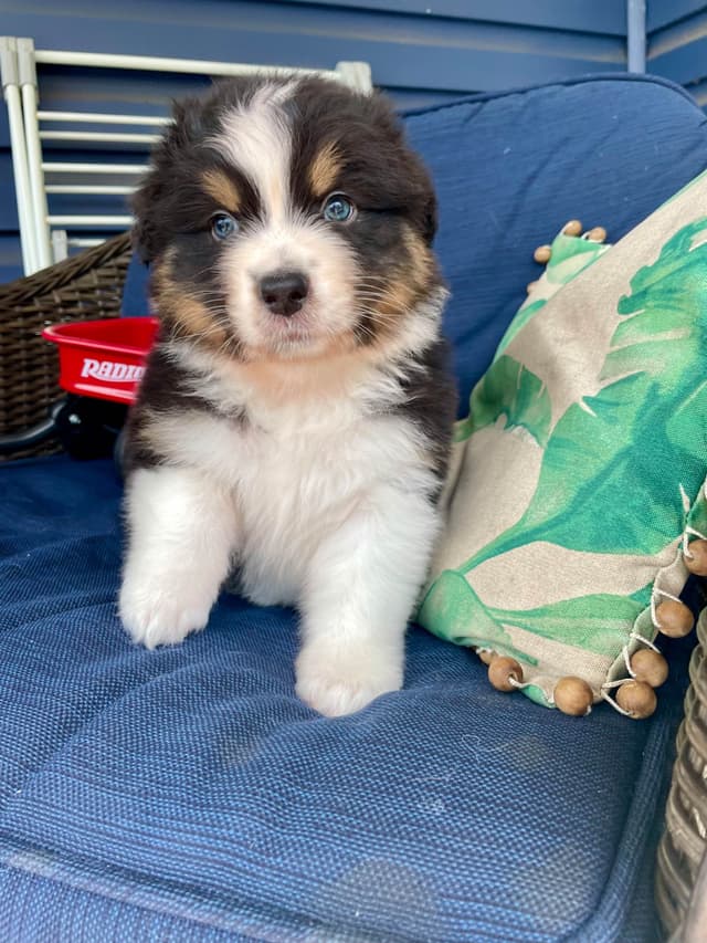 Australian Shepherd Puppies media 15