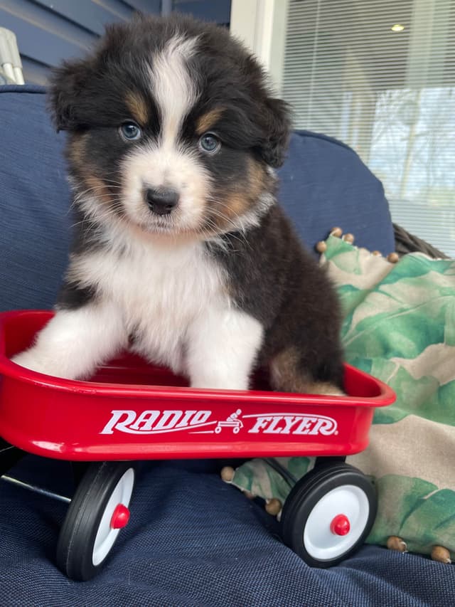 Australian Shepherd Puppies media 16