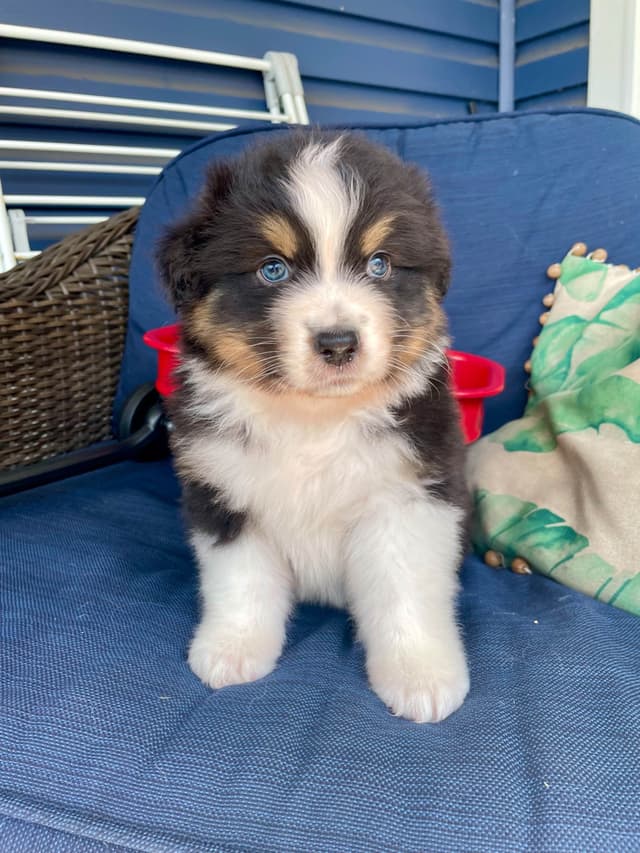 Australian Shepherd Puppies media 18