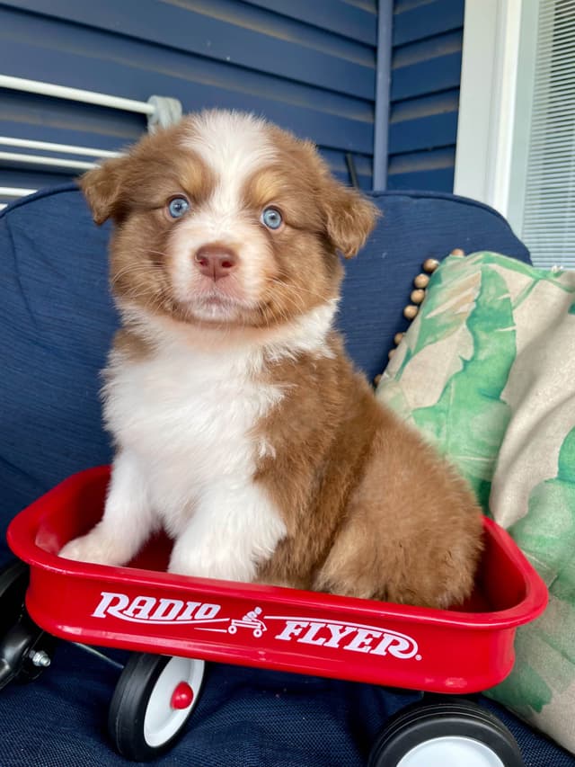Australian Shepherd Puppies media 22