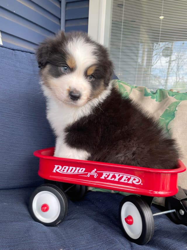 Australian Shepherd Puppies media 24