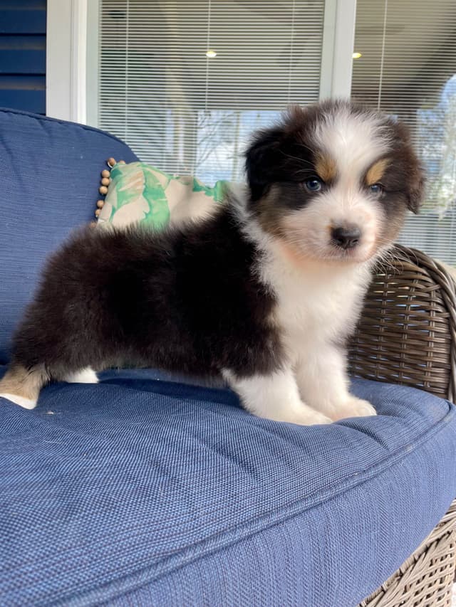 Australian Shepherd Puppies media 25