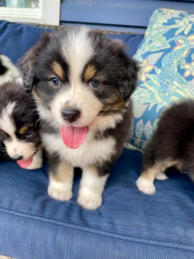 Australian Shepherd Puppies media 27
