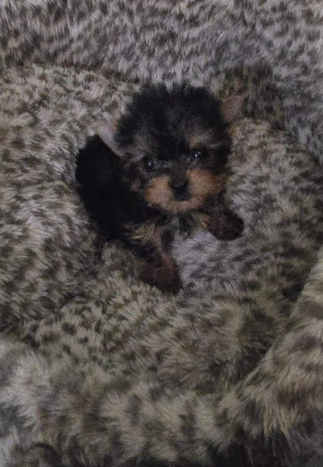 Yorkshire Terrier Puppies media 2