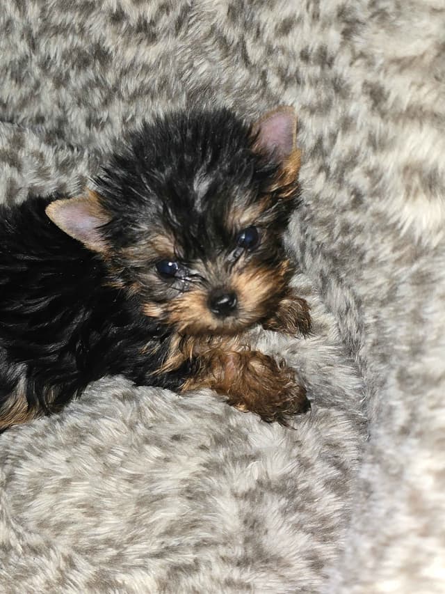 Yorkshire Terrier Puppies media 3