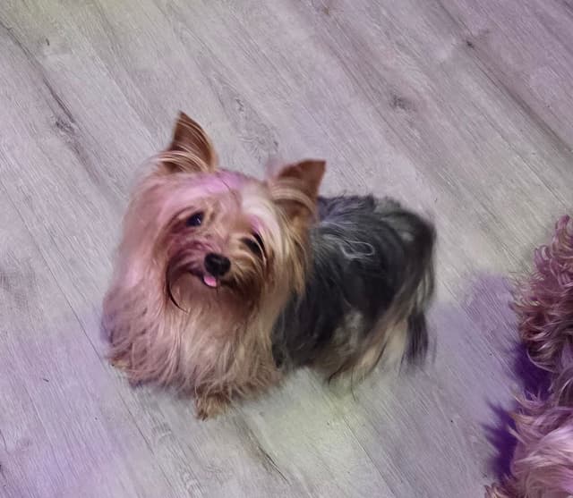 Yorkshire Terrier Puppies media 5