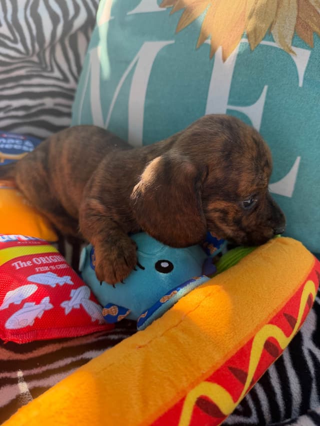 Dachshund Puppies media 6