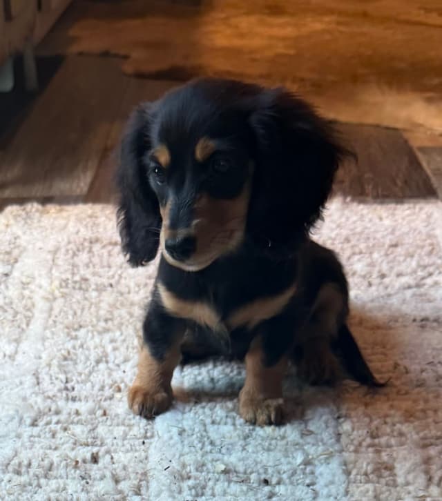 Dachshund Puppies media 15
