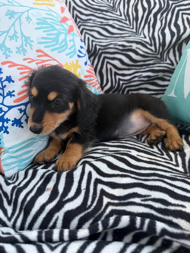 Dachshund Puppies media 16