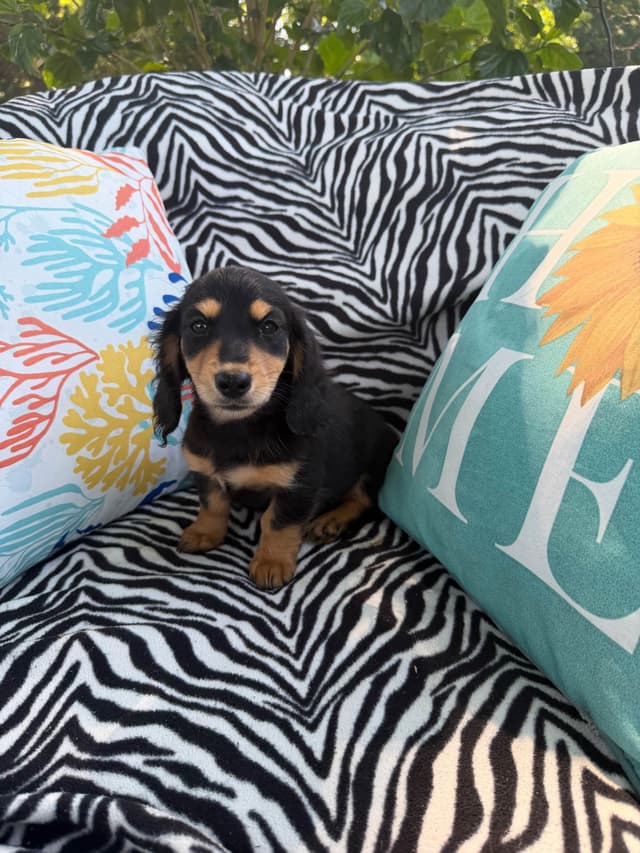 Dachshund Puppies media 17