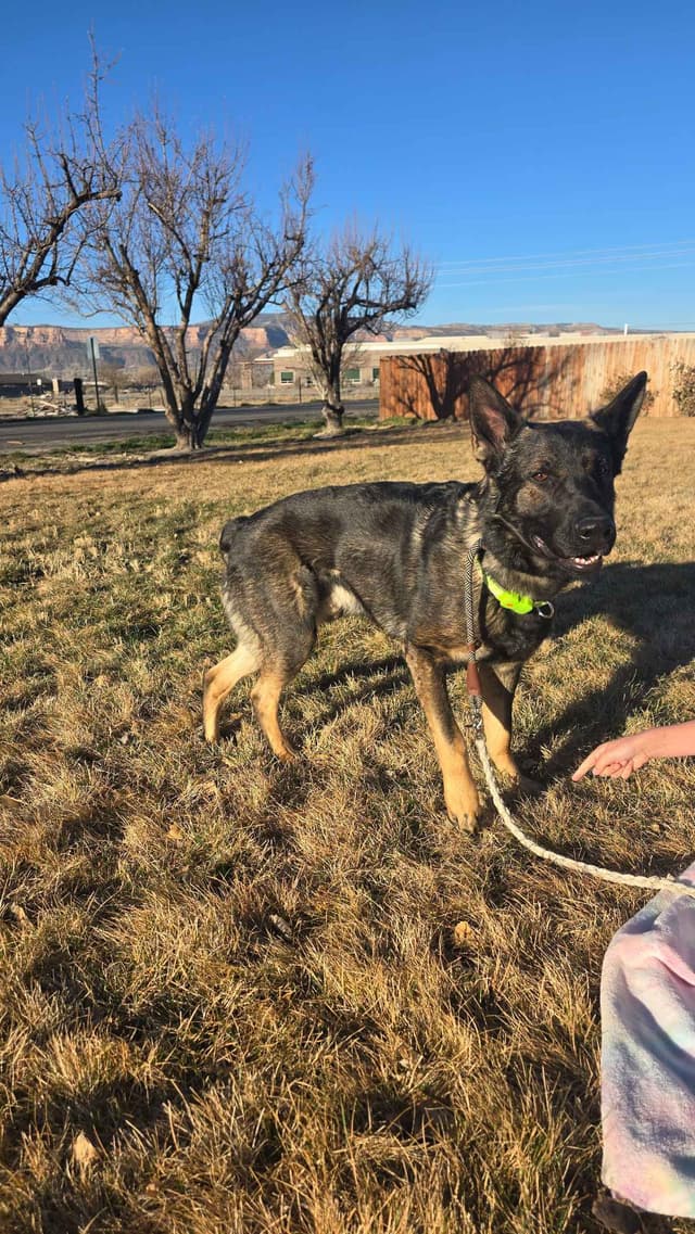 German Shepherd Dog Puppies media 2