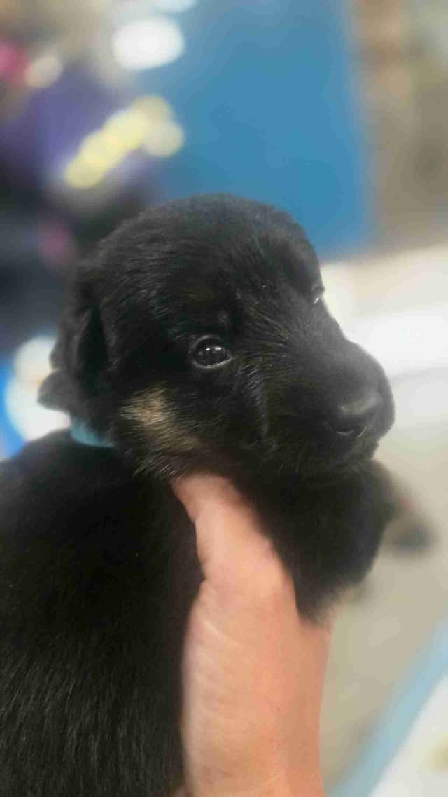 German Shepherd Dog Puppies media 3