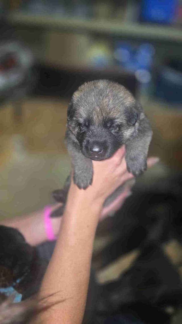 German Shepherd Dog Puppies media 4