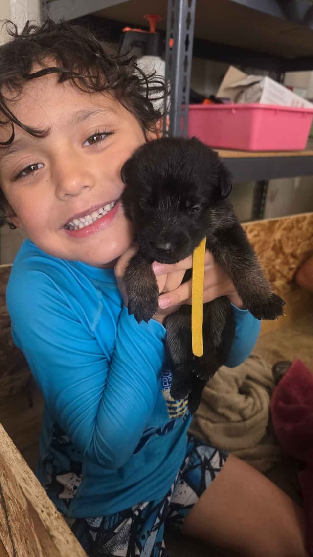 German Shepherd Dog Puppies media 5