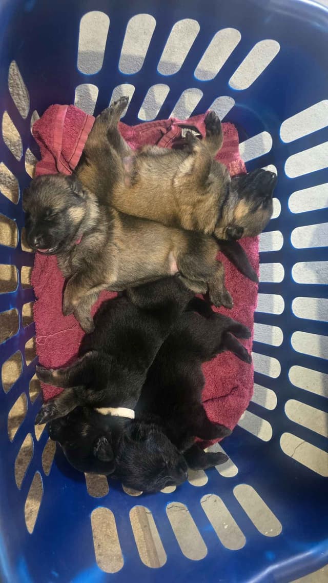 German Shepherd Dog Puppies media 7