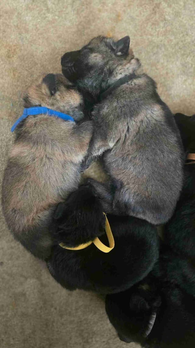 German Shepherd Dog Puppies media 6