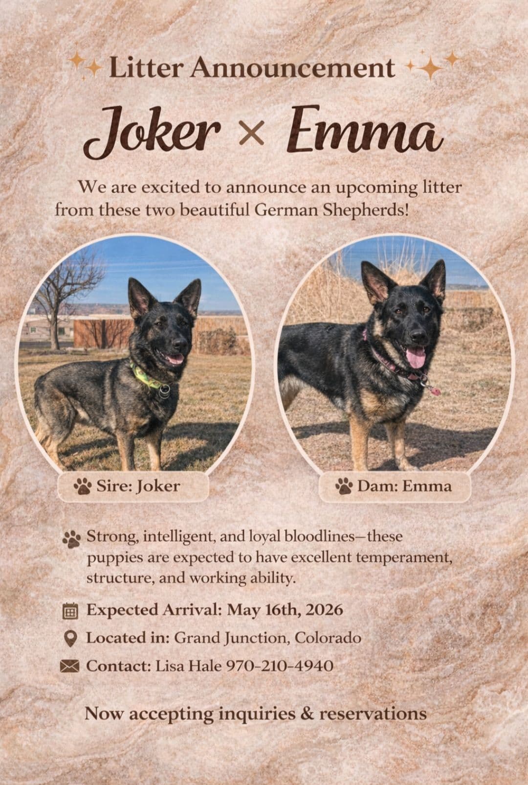 German Shepherd Dog Puppies breeder image 1
