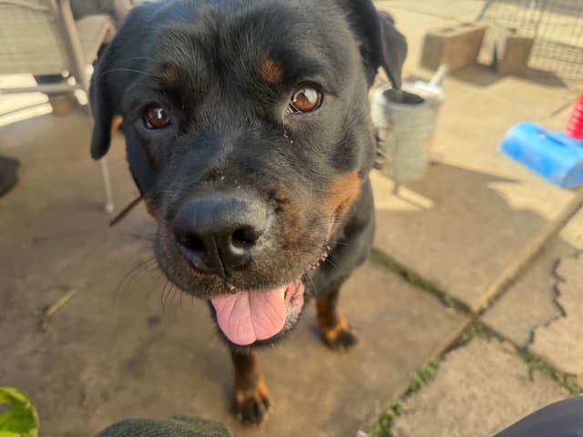 Rottweiler Puppies media 2