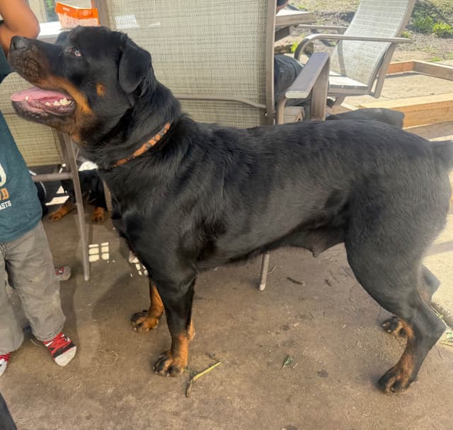 Rottweiler Puppies media 3