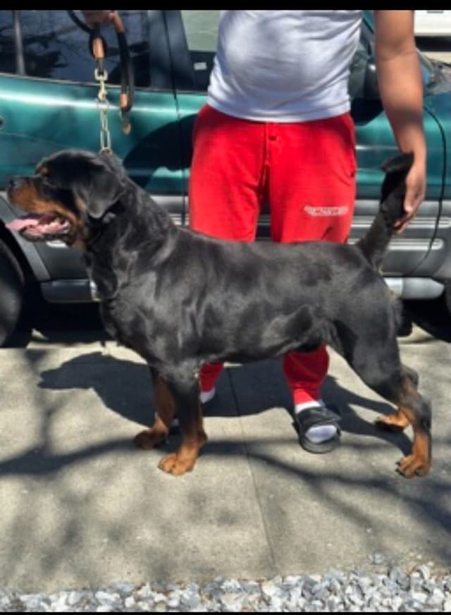 Rottweiler Puppies media 4
