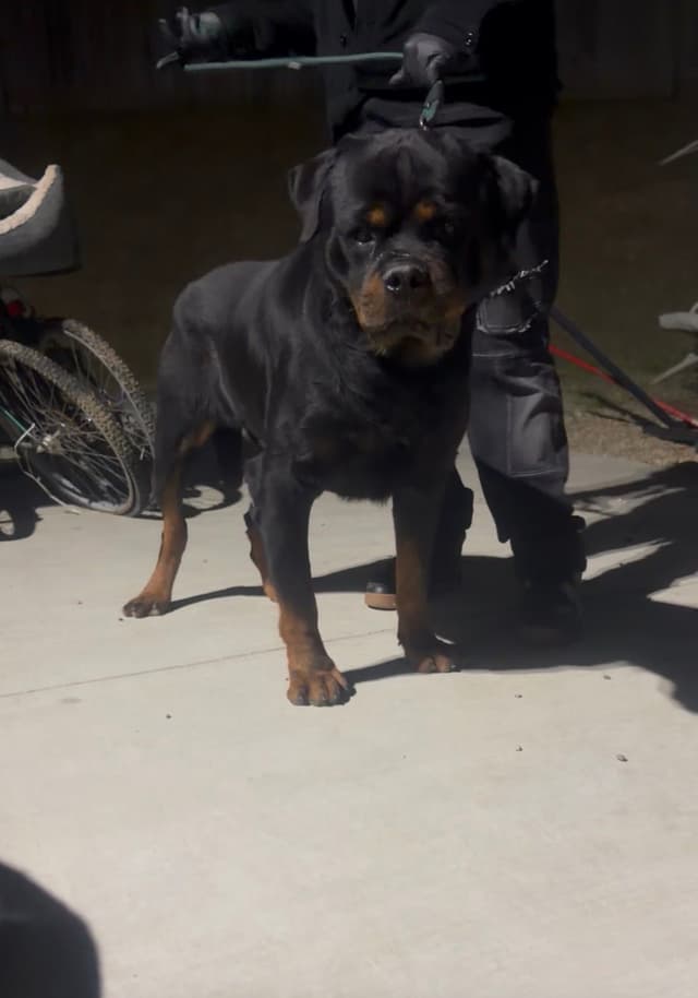 Rottweiler Puppies media 5
