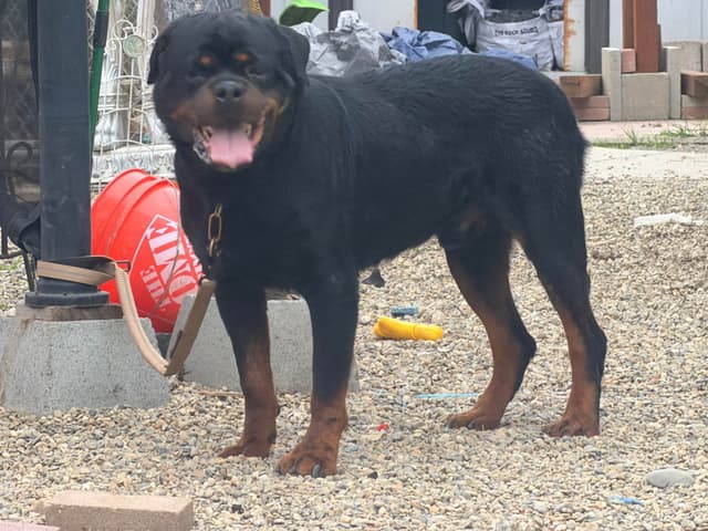Rottweiler Puppies media 6