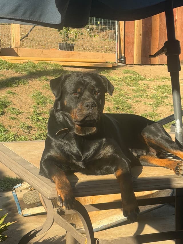 Rottweiler Puppies media 7