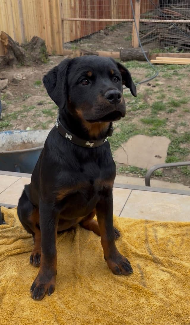 Rottweiler Puppies media 8