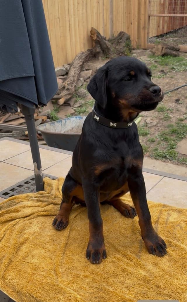 Rottweiler Puppies media 9