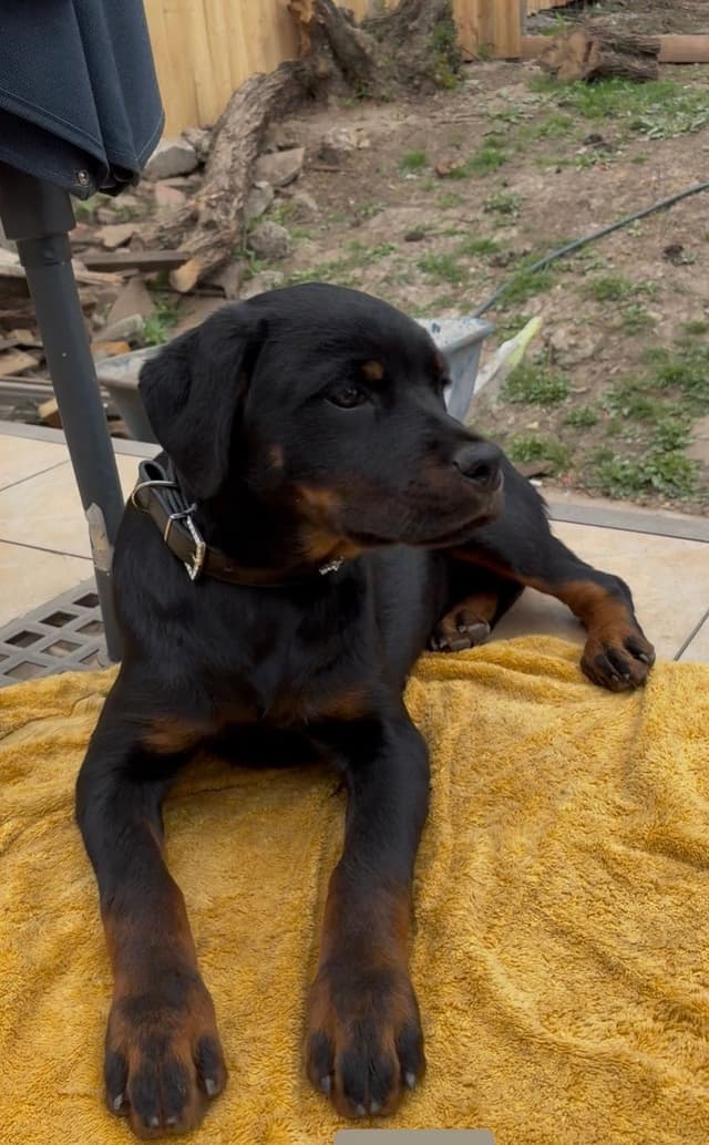 Rottweiler Puppies media 10