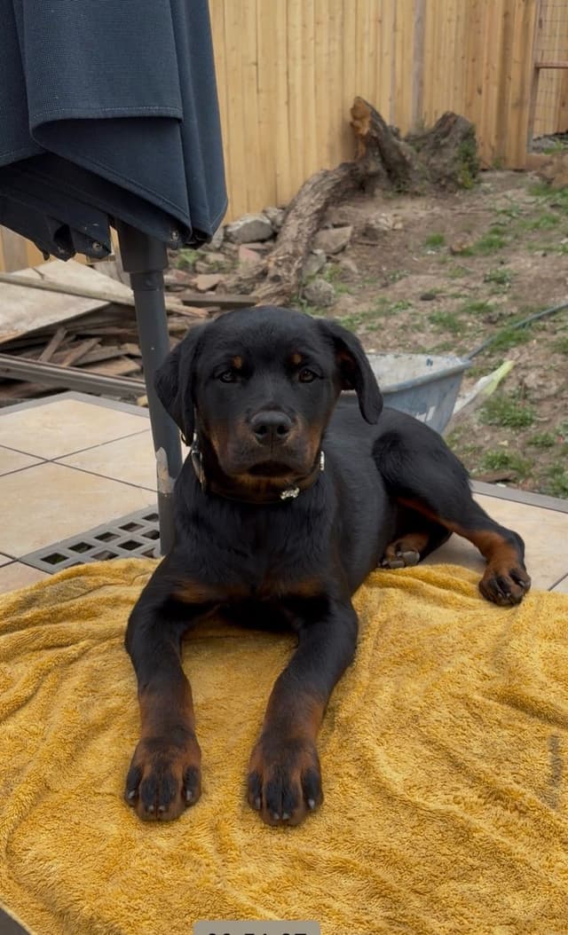 Rottweiler Puppies media 11