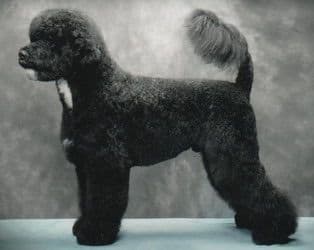 Portuguese Water Dog Puppies (PWD) media 3