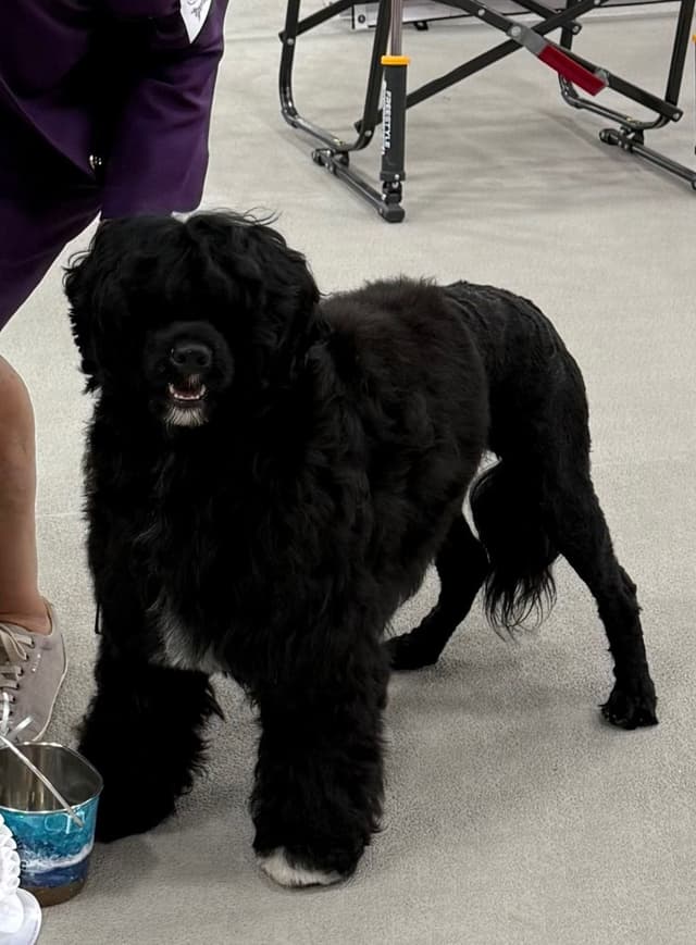 Portuguese Water Dog Puppies (PWD) media 2